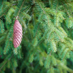 ALLERGIES : remèdes naturels