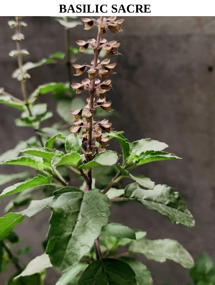 Tulsi, Ocimum tenuiflorum, Ocimum sanctum