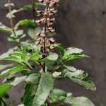 BASILIC SACRÉ : Tulsi