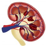 Détoxifier les reins par l’Ayurveda